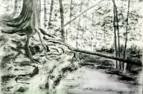 3647 – Firmly Rooted – Watchman