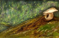 3594 – Toadstools and Fireflies