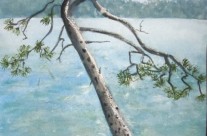 2013-1 Liz’s Woodpeckered Pine, Lake Muskoka