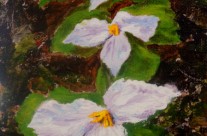 2013 – 32 Trillium Trio