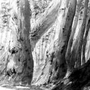 3648 – Firmly Rooted – Gathering of Elders