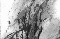 2014-12  Firmly Rooted – Cascade