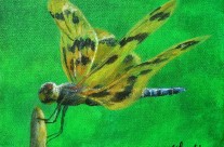 2014-19  Dragonfly #2