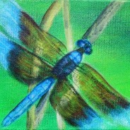 2014-21 Dragonfly #4