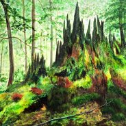 3681 – Forest in Transition