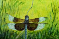 5 More Magical Dragonflies