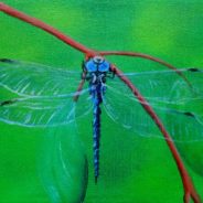 3728 Dragonfly #10 –  Variable Darner