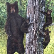 3766 – Learning to Climb