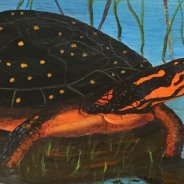 3767 – Spotted Turtle on Paddle