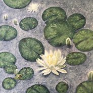 3773 – Meditation – Waterlilies on Cache Lake, Algonquin Park